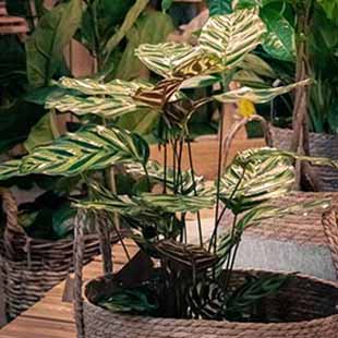 Les plantes d'intérieur sont arrivées en jardinerie
